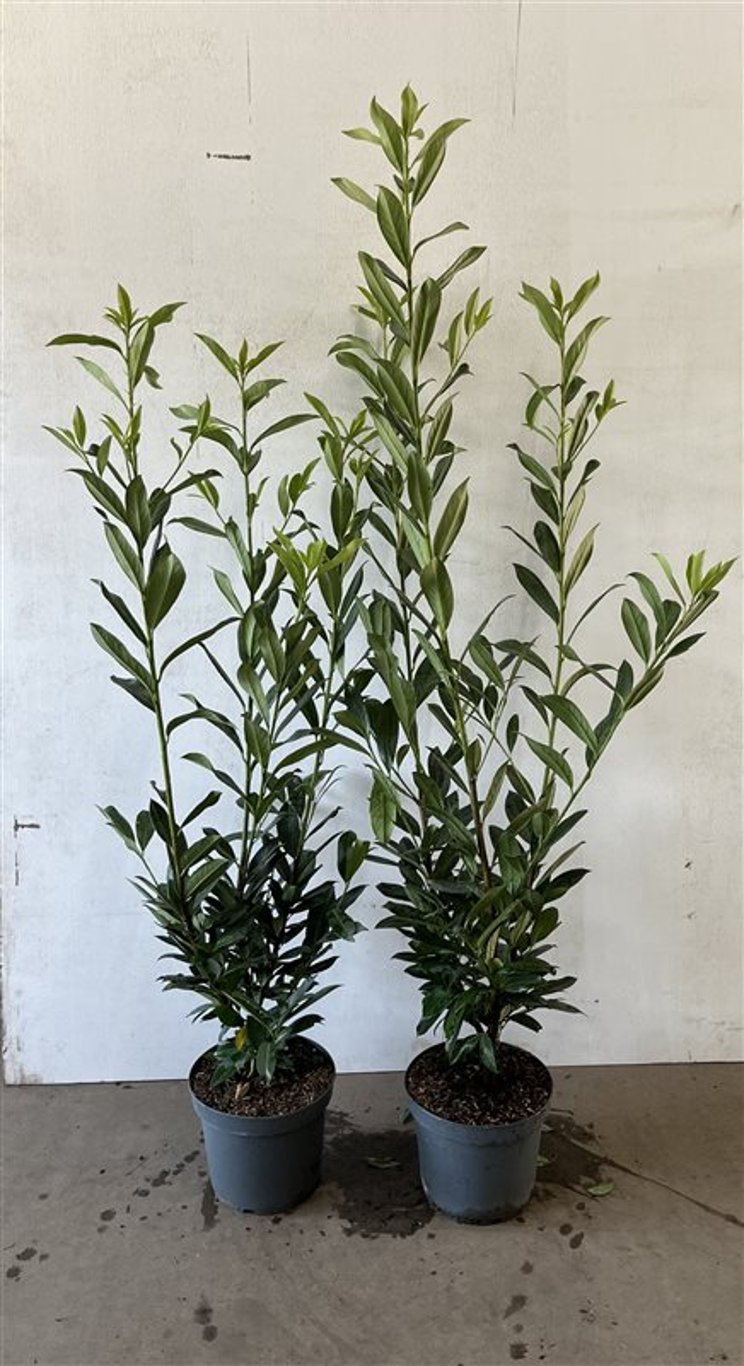 Prunus l. 'Caucasica' - C7,5 100-125 CM